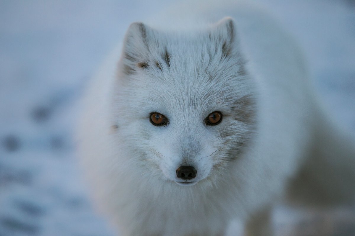 Песец мышкование