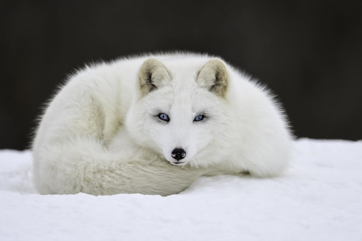 Голубой песец