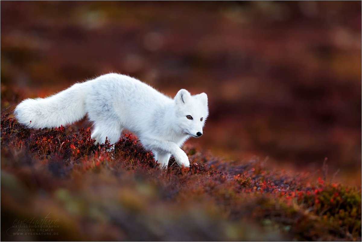 Медновский песец Северное сияние