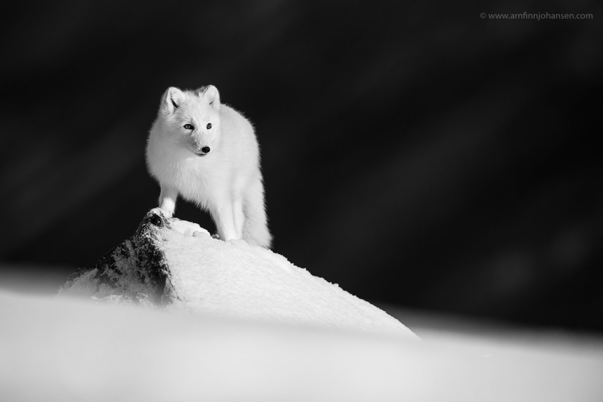 Песец черный и белый