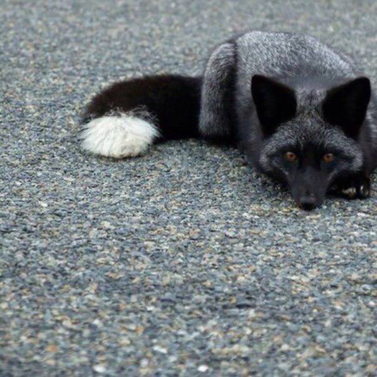 Чернобурая лиса домашняя