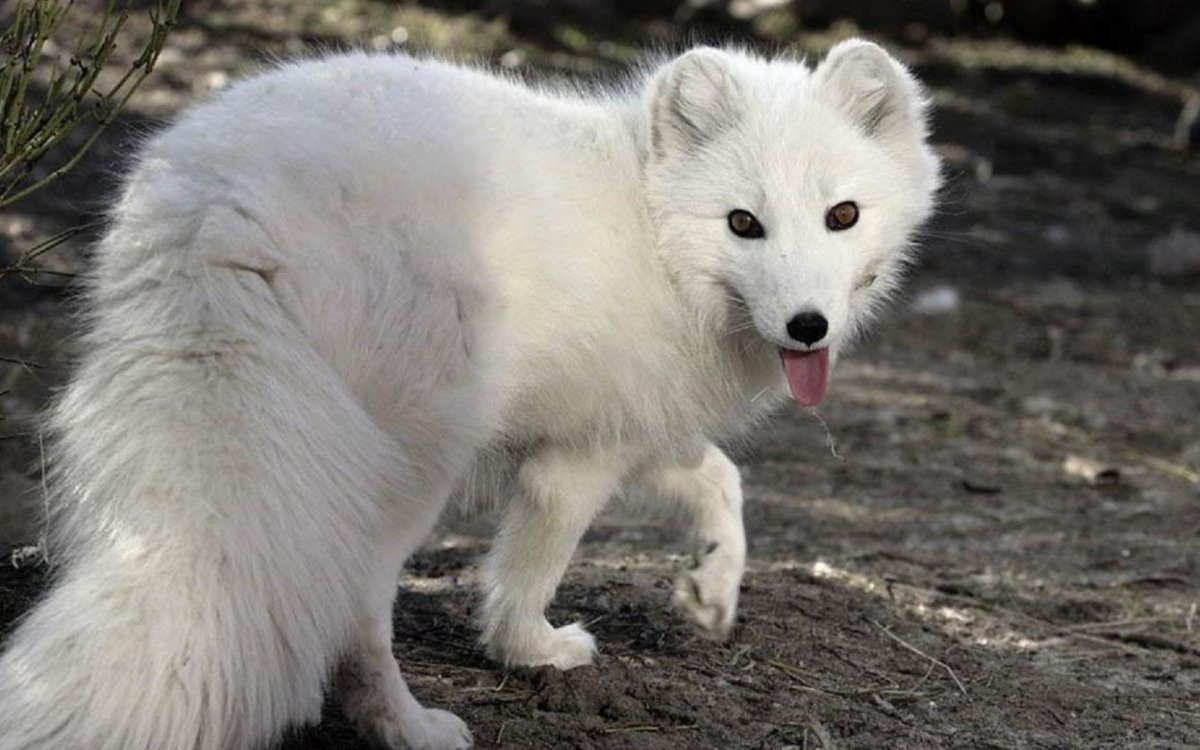 Белая лиса