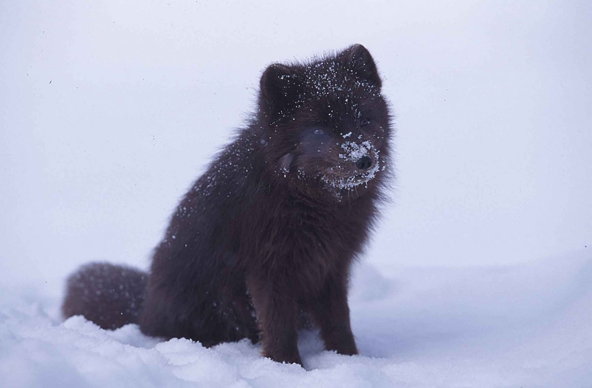 Песец меланист