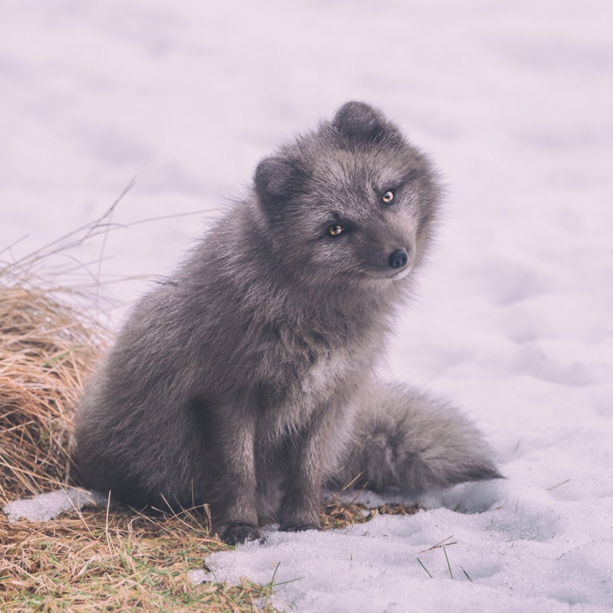 Песец Медновский подвид