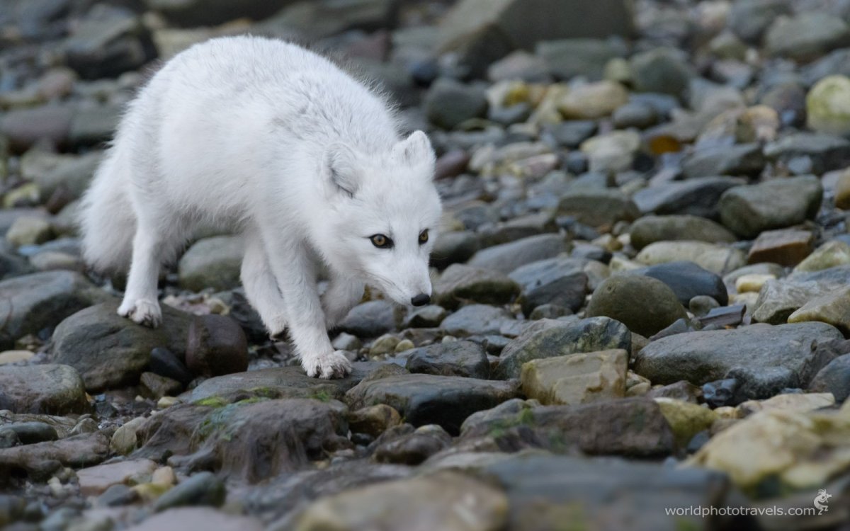 Полярная чернобурка