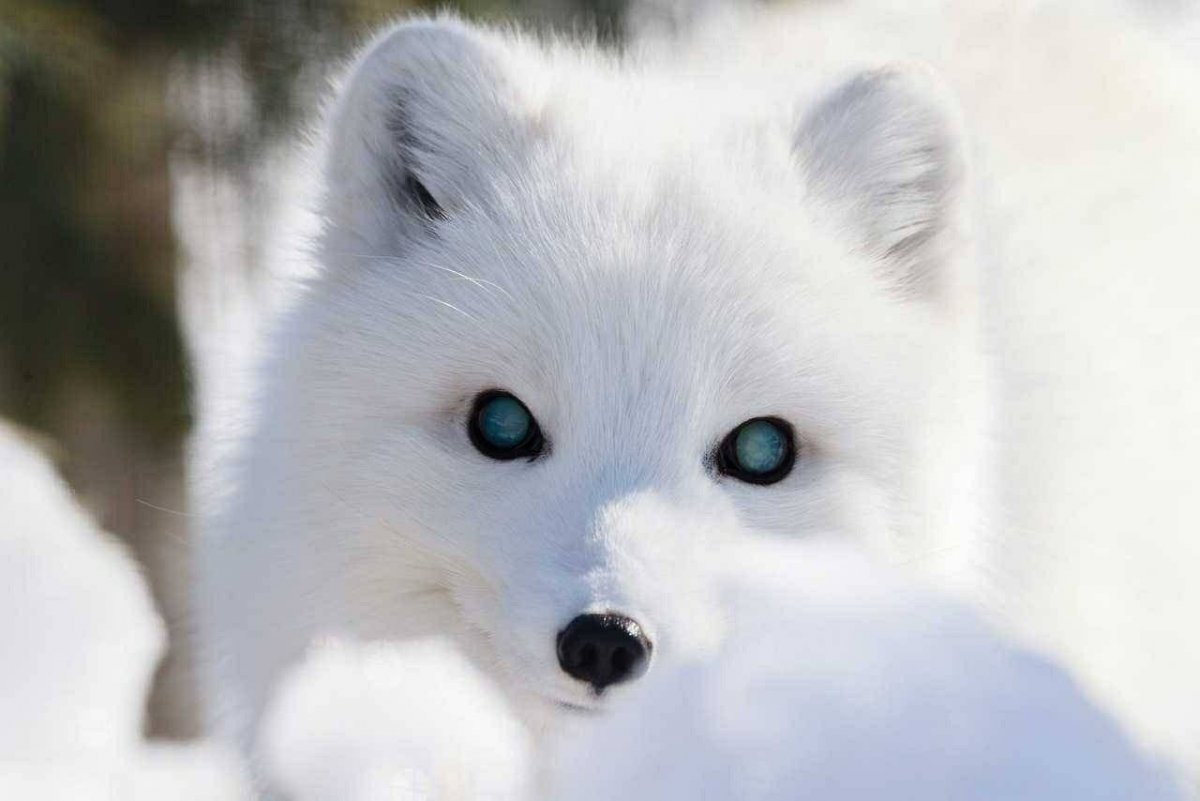 Белый хвост лисы