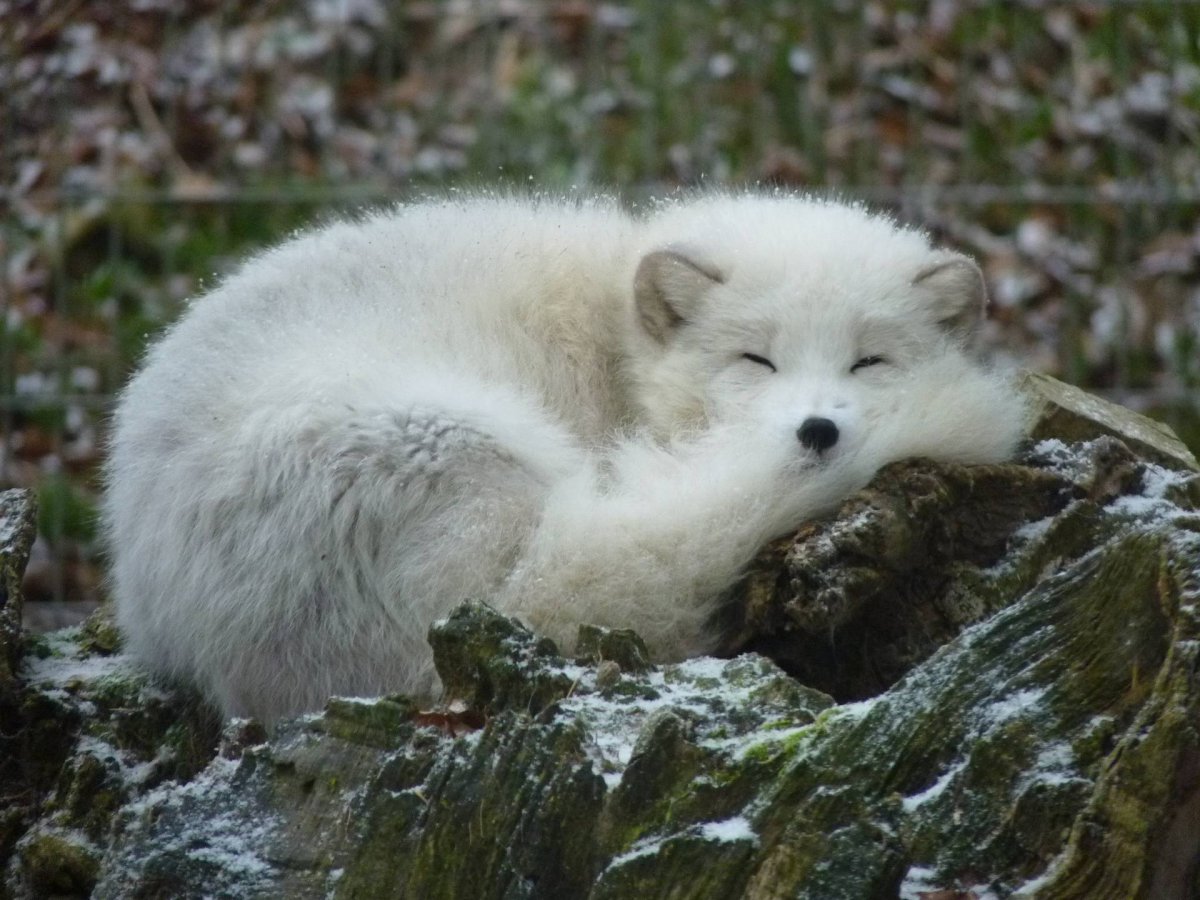 Полар Фокс песец