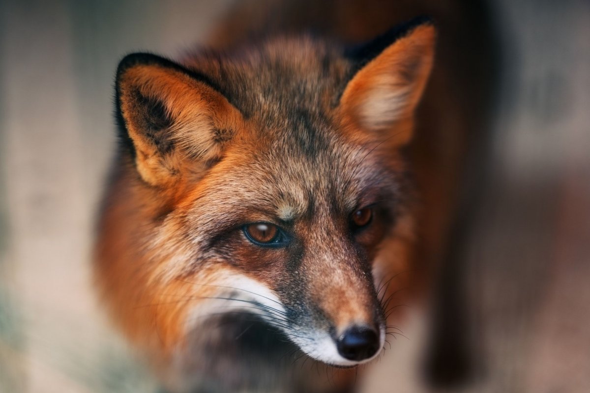 Red Fox by Natalia Grebesheva