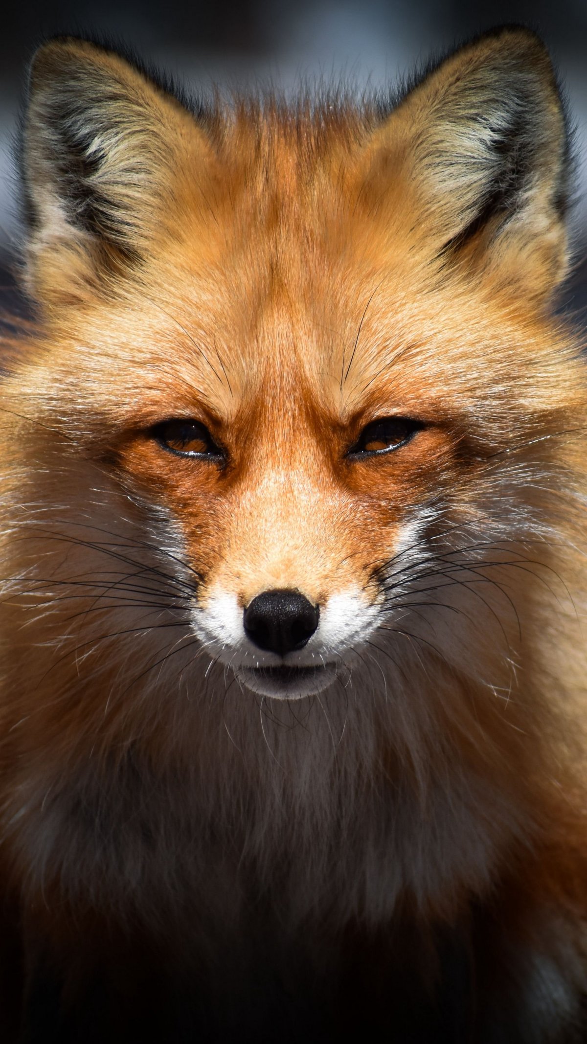 Мордочка Лисенка