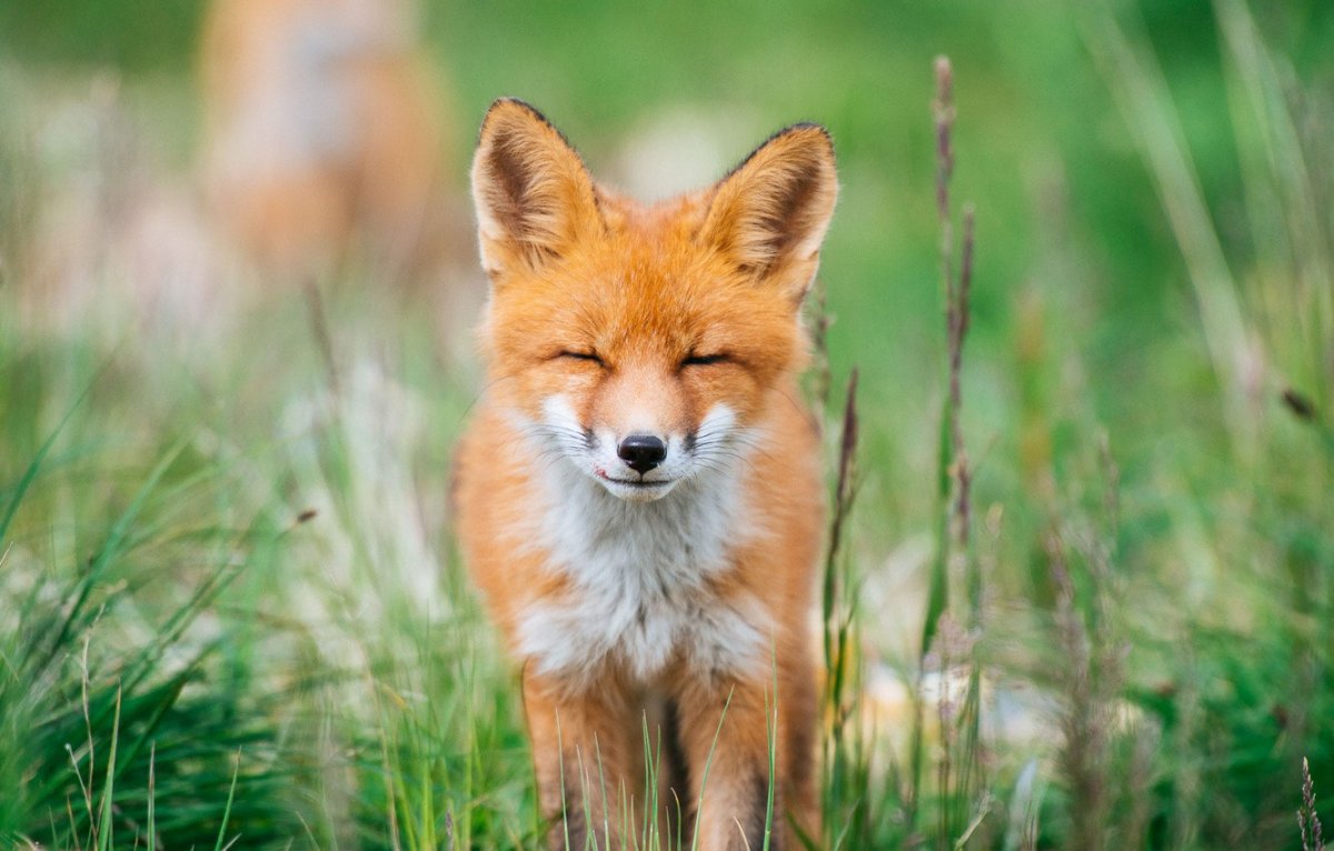 Лисы летом