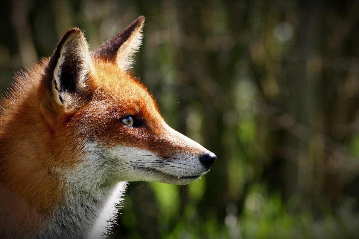 Лисья морда в профиль