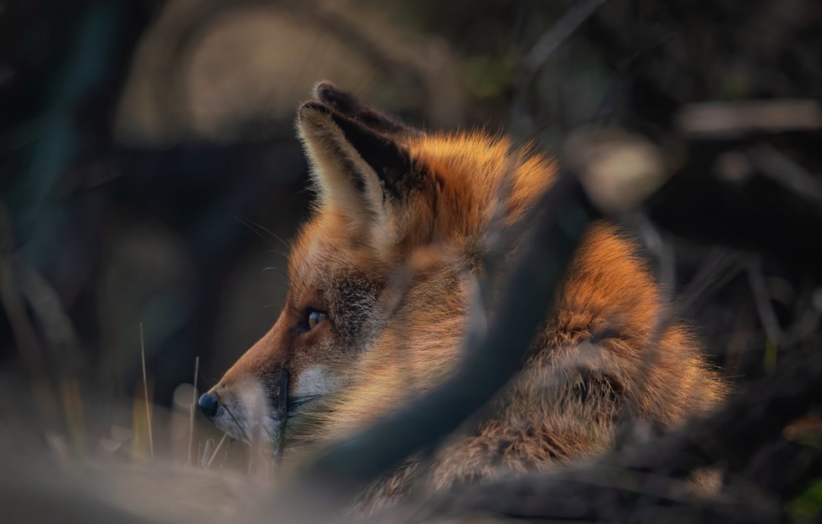 Обои лиса на телефон андроид