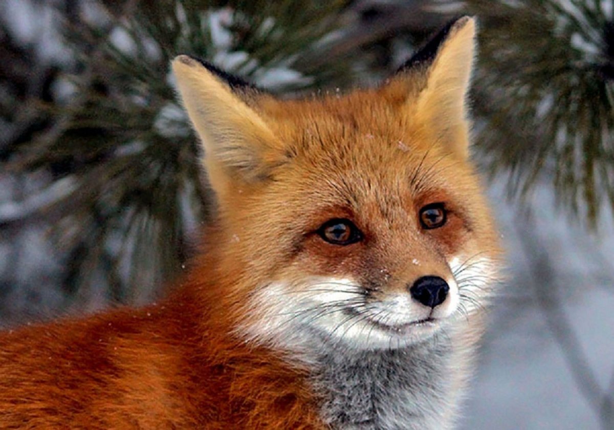 Уральская лисица