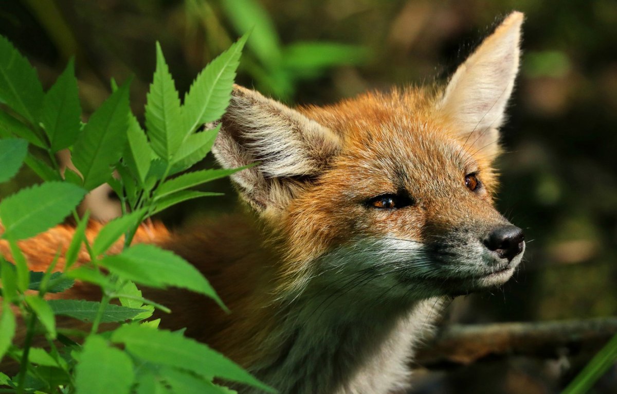 Лис на заставку