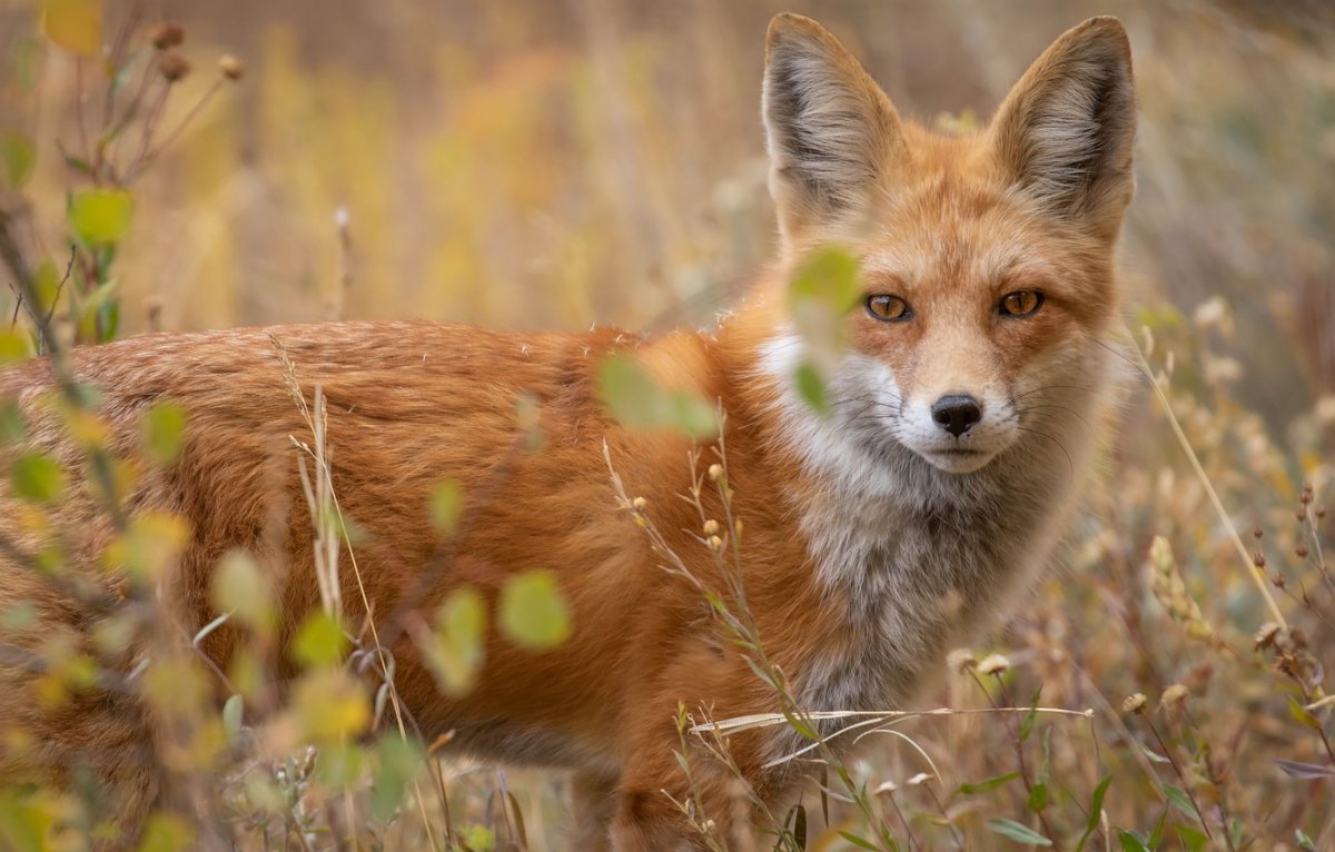 Лиса картинка