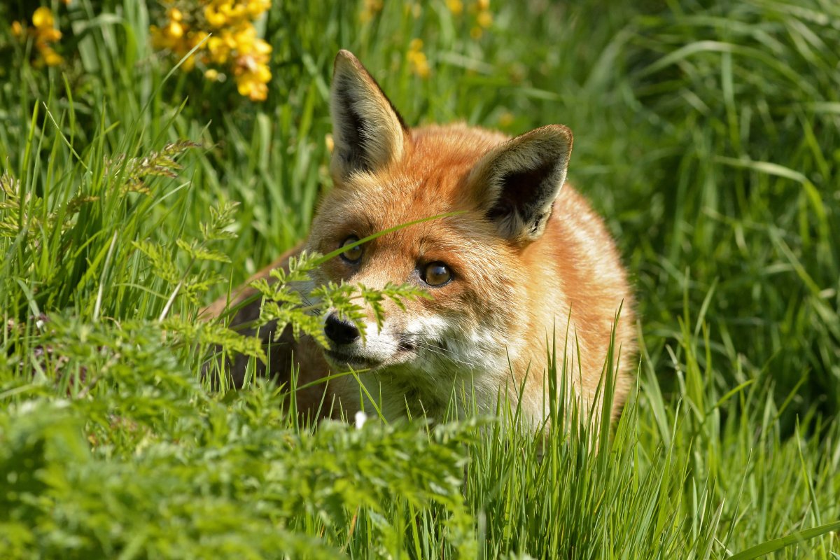 Лис летом