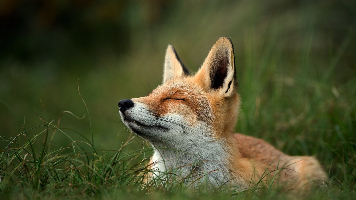 Лисья морда в профиль