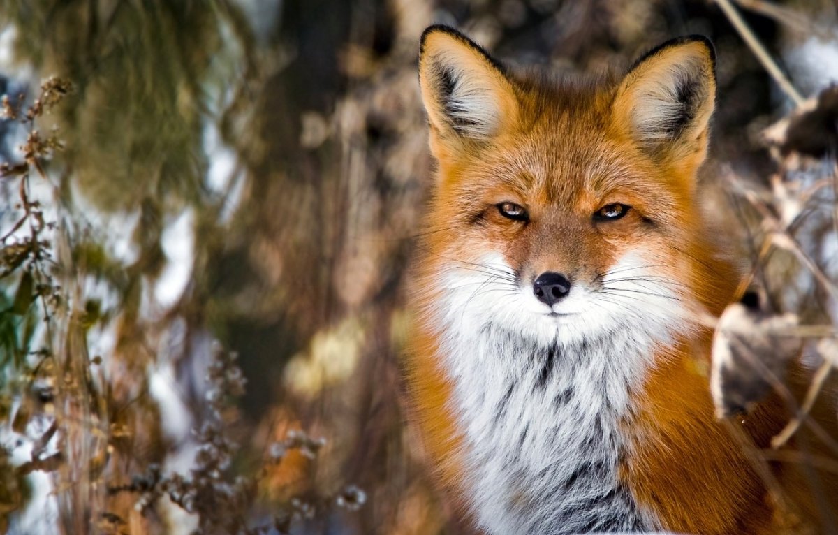 Морда лисы фото