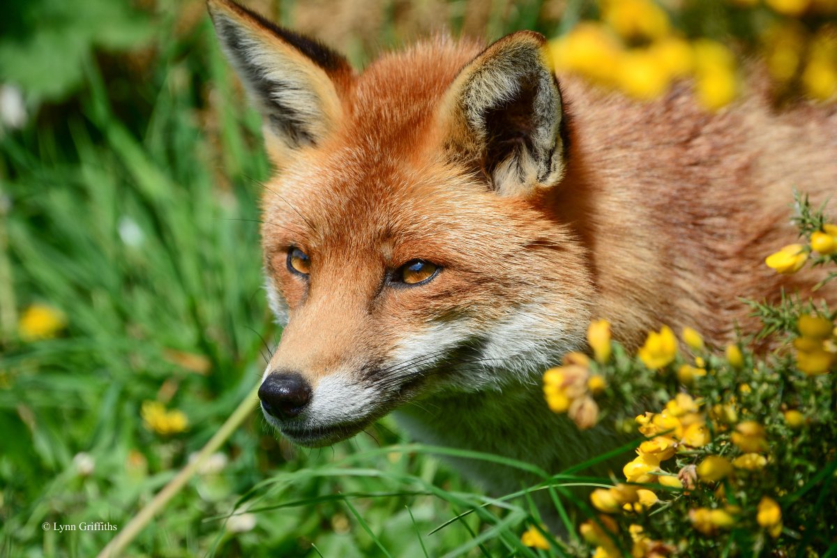 Лисий Монарх