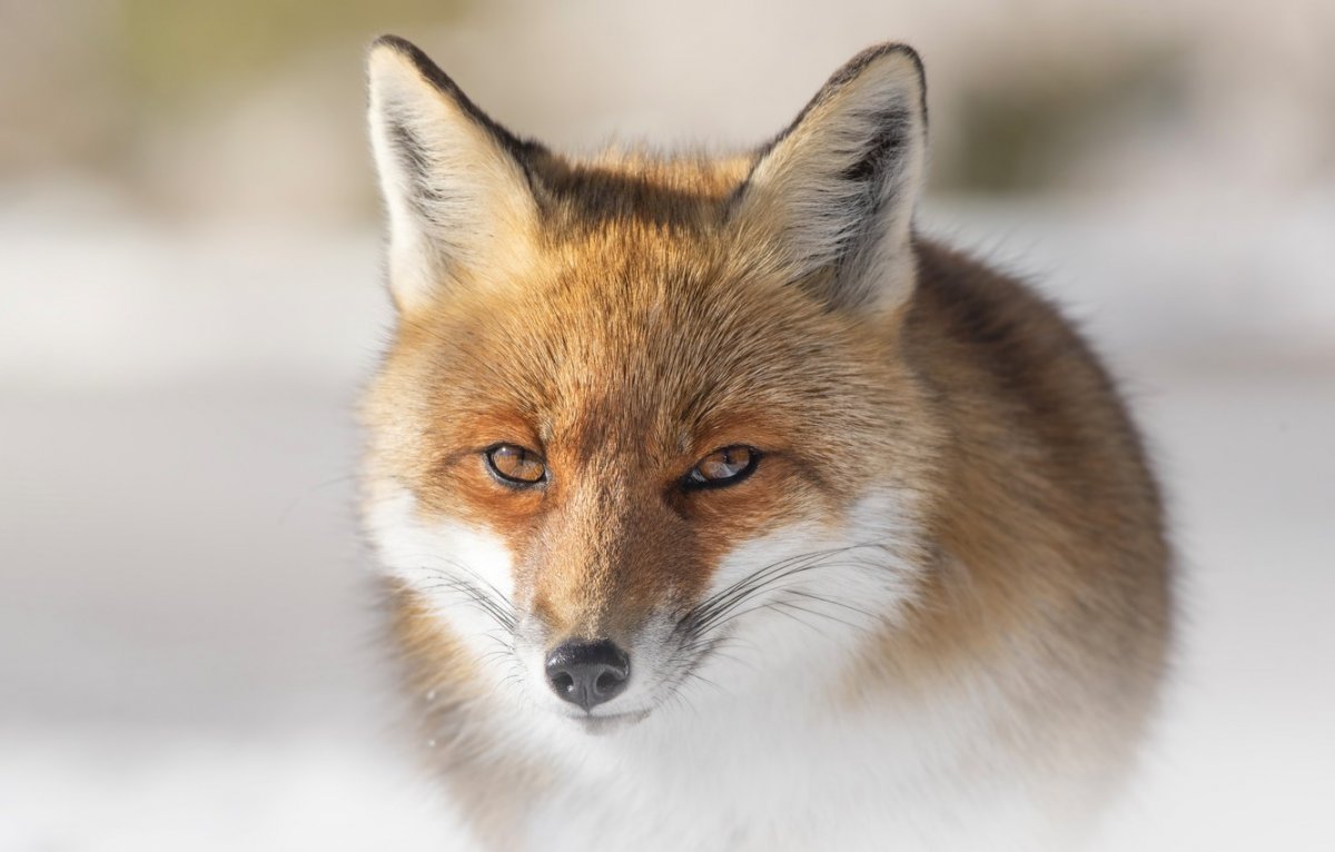 Хитрый взгляд лисы зима