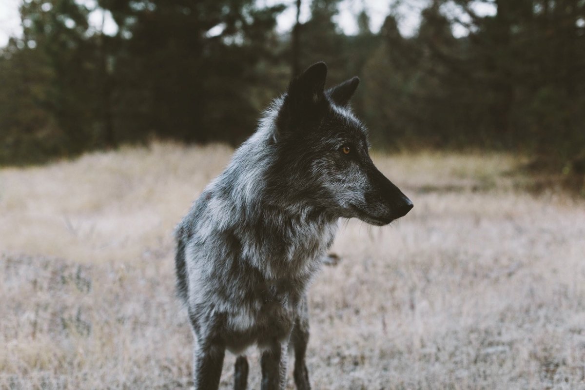 Человек наполовину волк