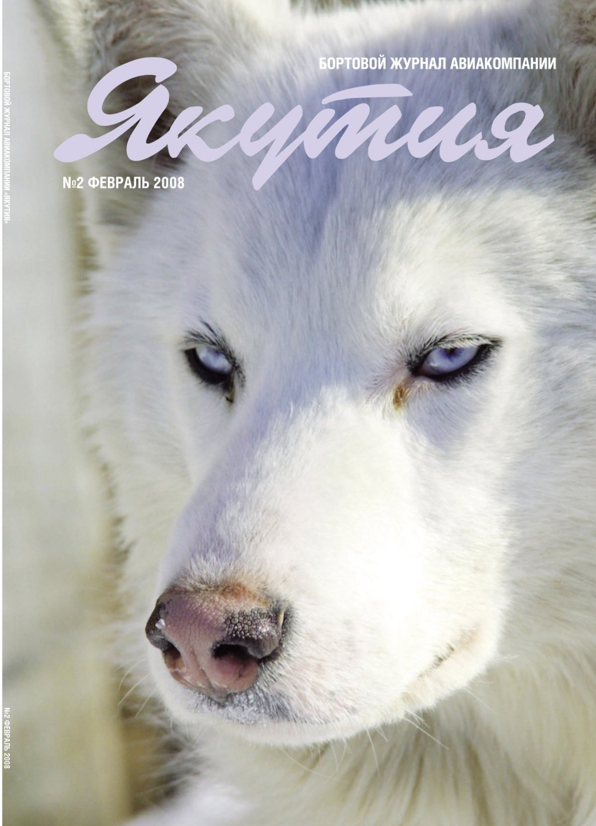 Сибирский хаски альбинос