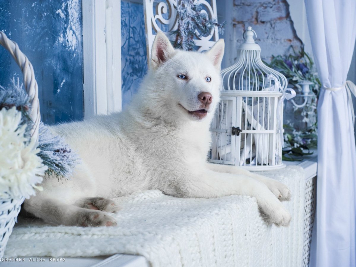 Песец улыбается