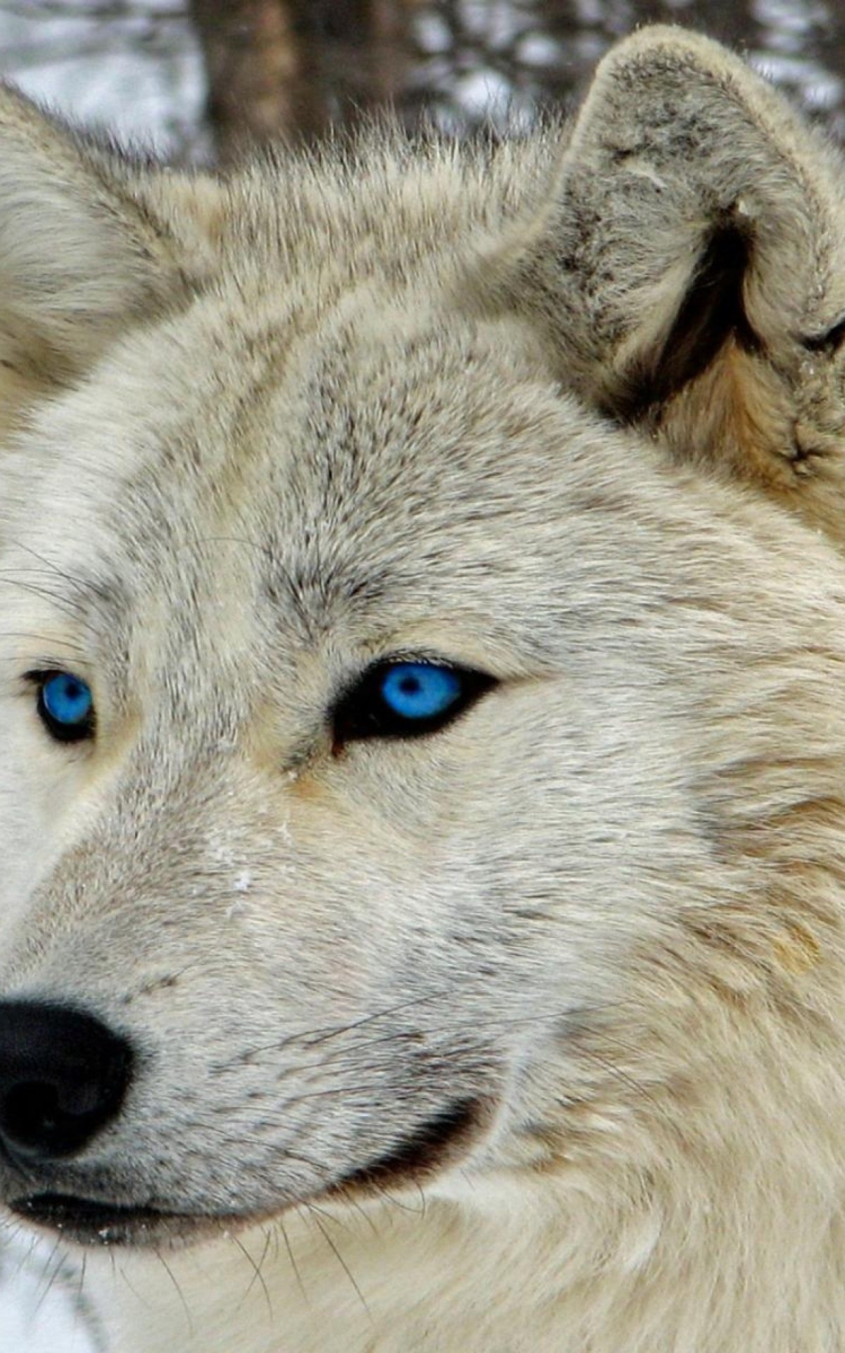 Сибирская лайка альбинос