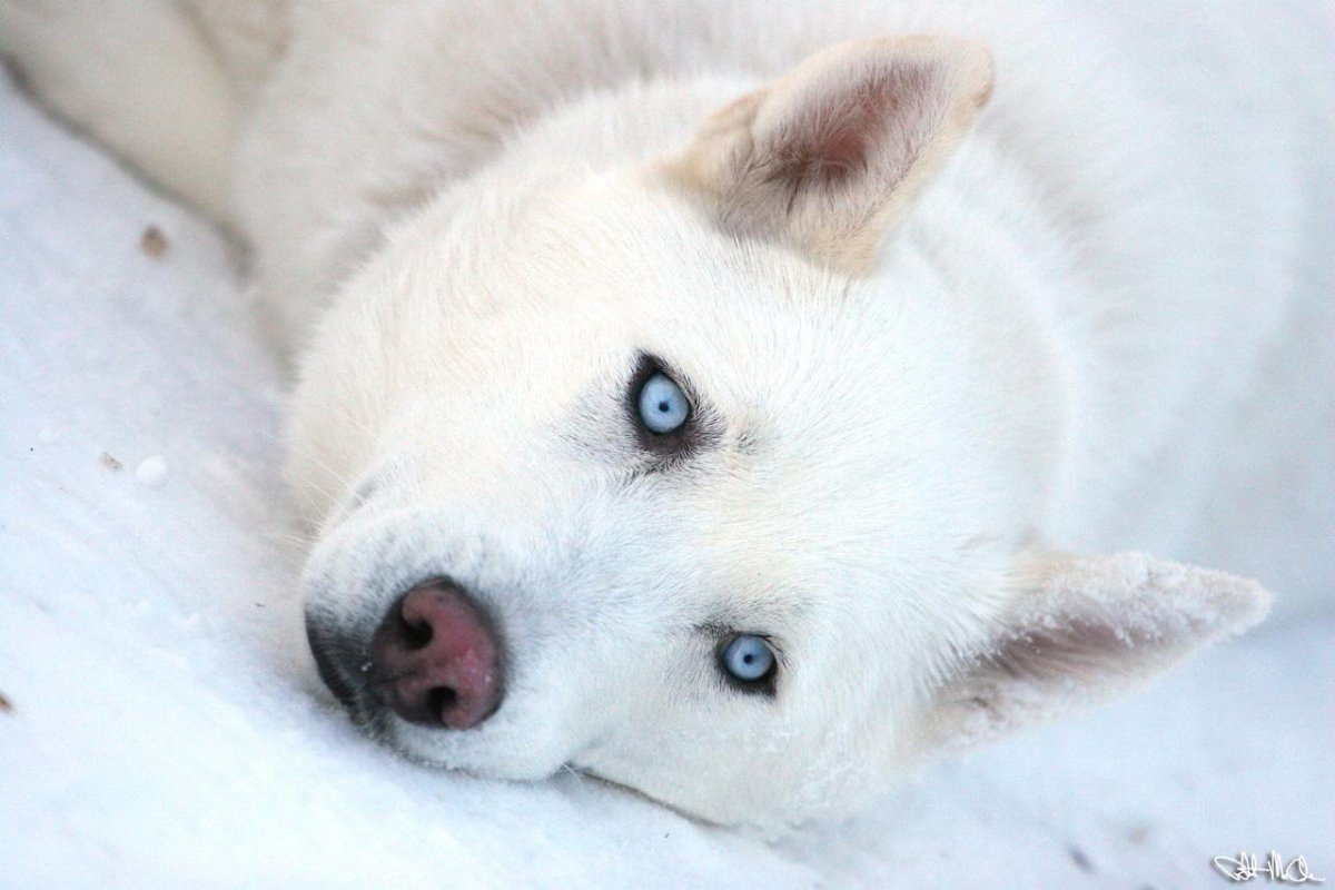 Арктический Полярный волк