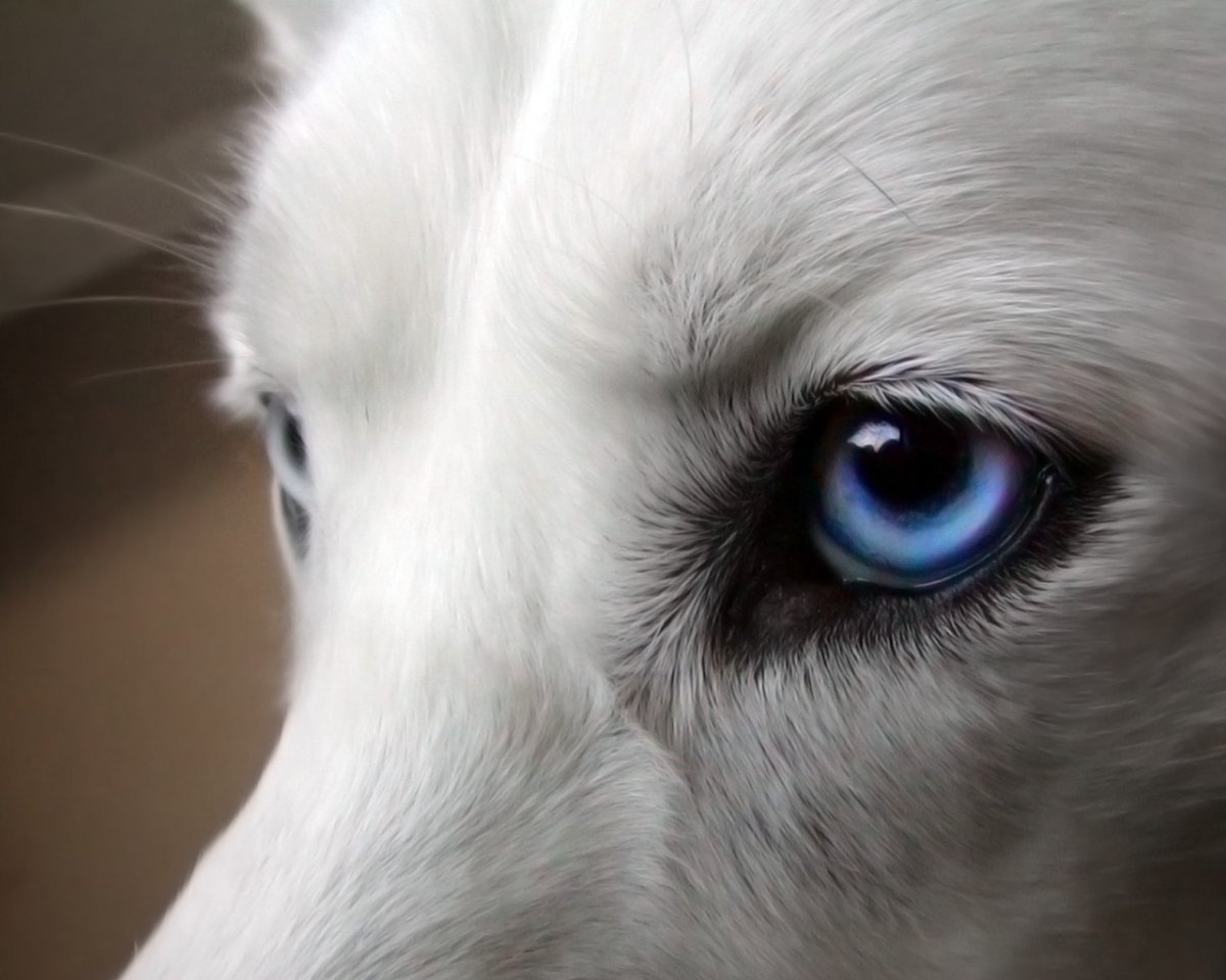 Якутский Полярный волк