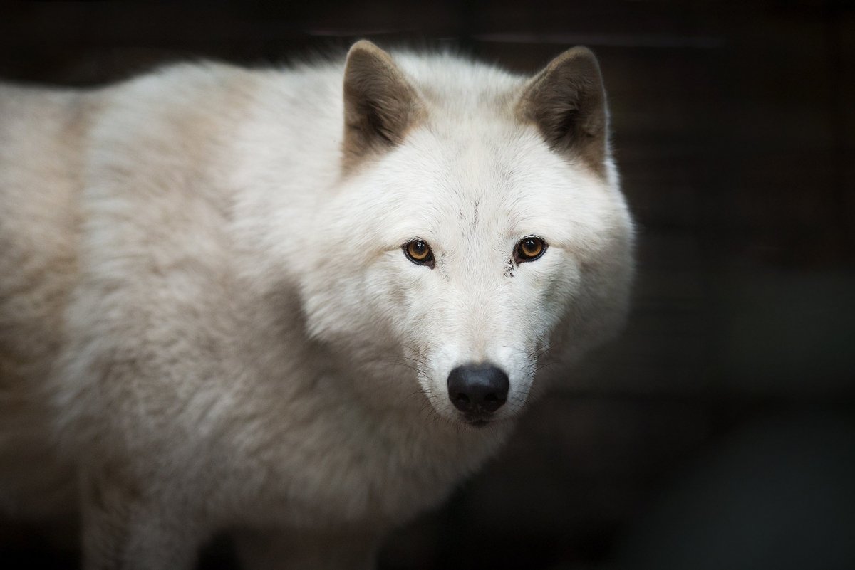 Полярный волк