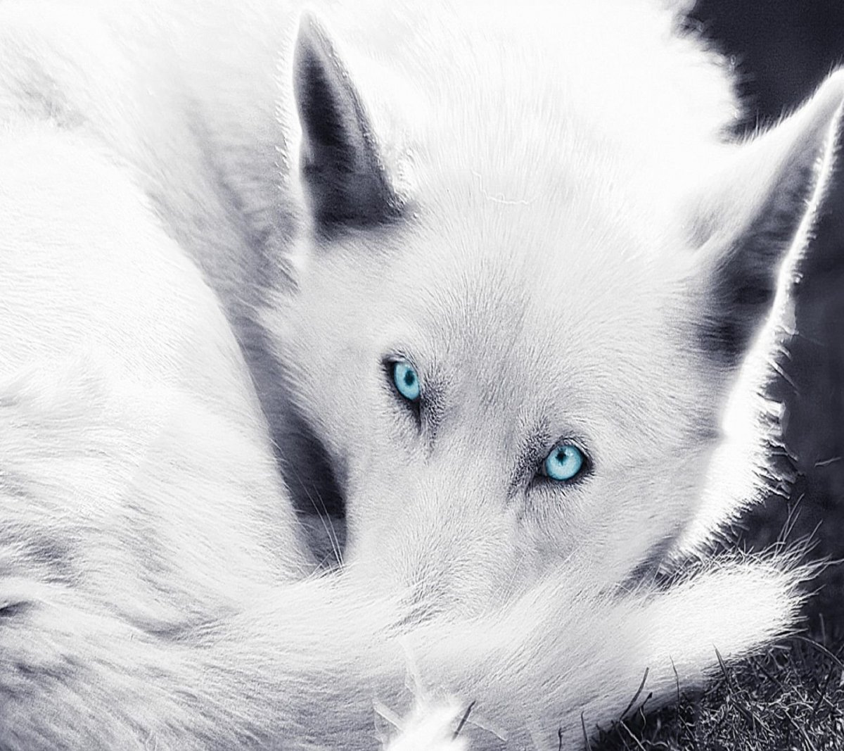 Белый волк морда