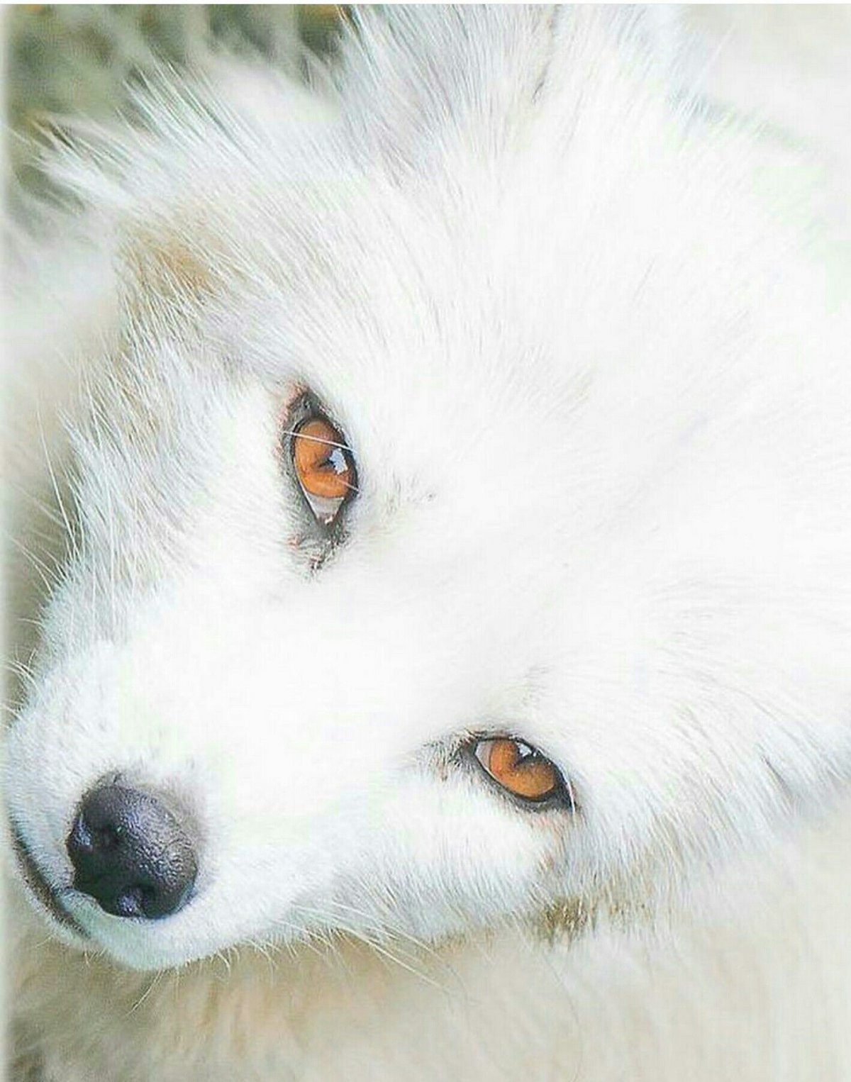 Канадский Полярный волк