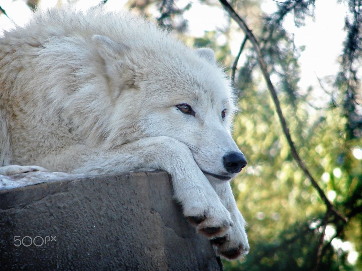 Волкособ белый