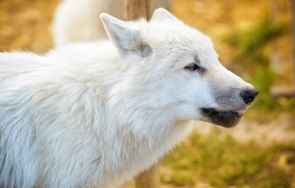 Волк с синими глазами