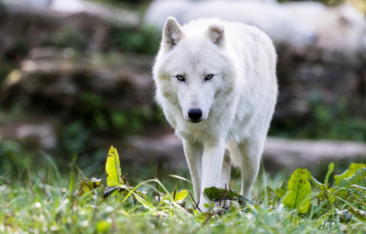 Волчица с голубыми глазами