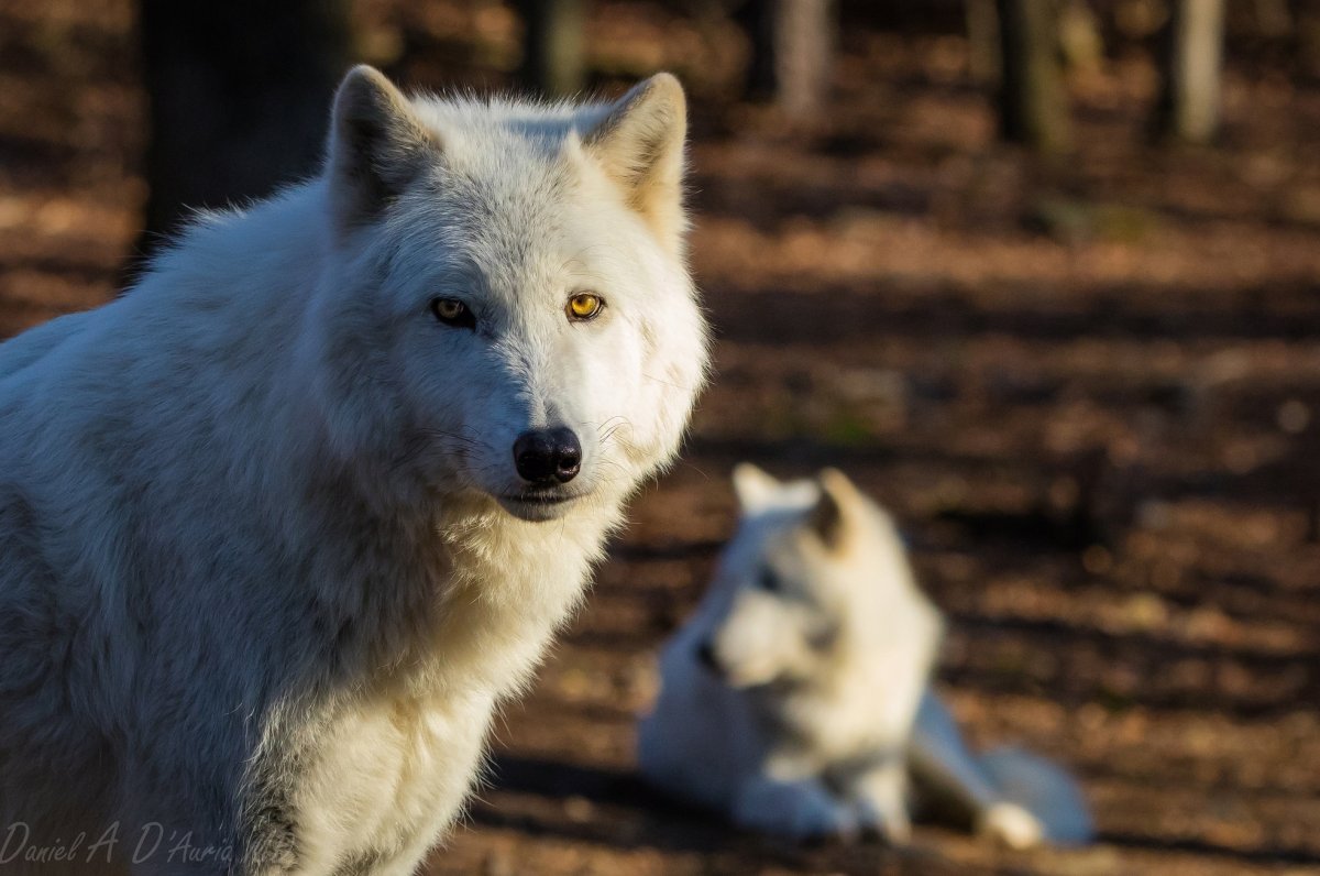 Белая волчица с желтыми глазами