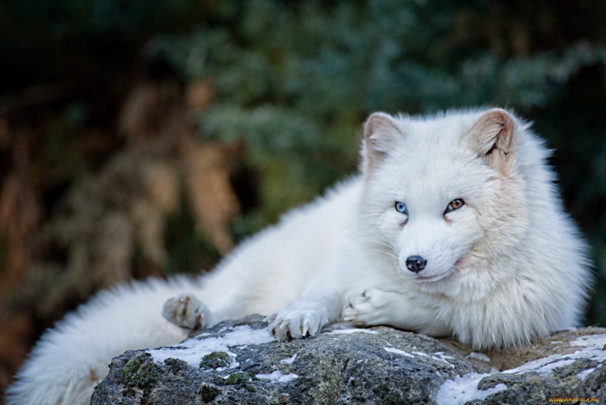 Сибирский хаски глаза