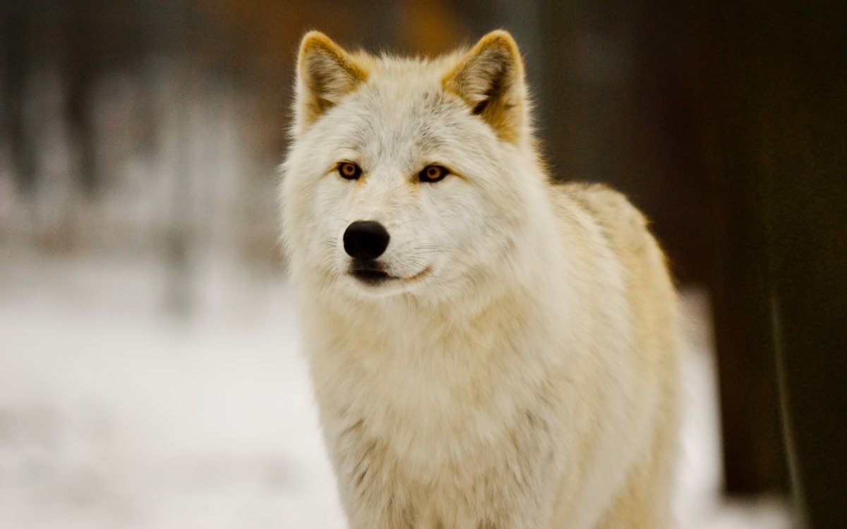 Лайка альбинос