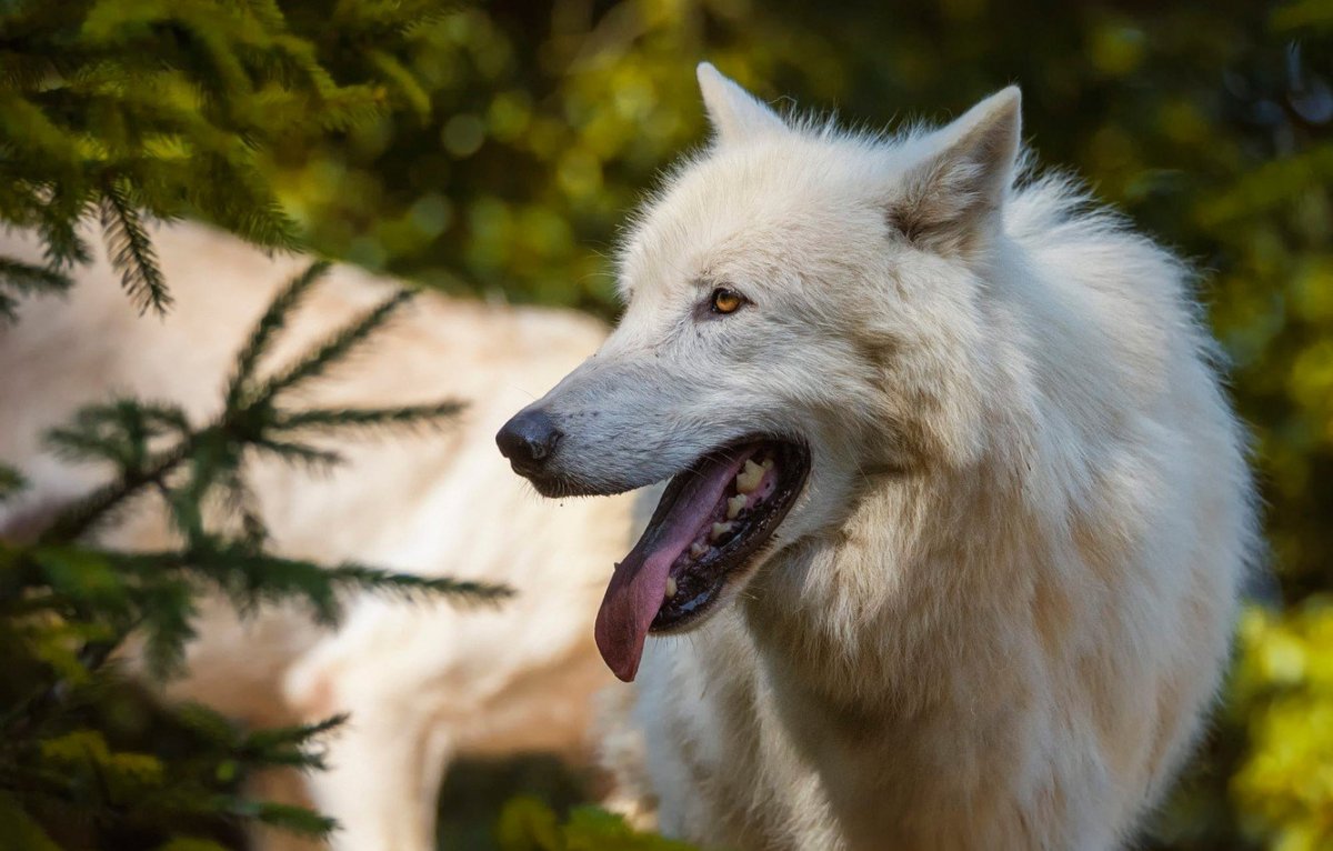 Волчонок с белой шерстью и голубыми глазами
