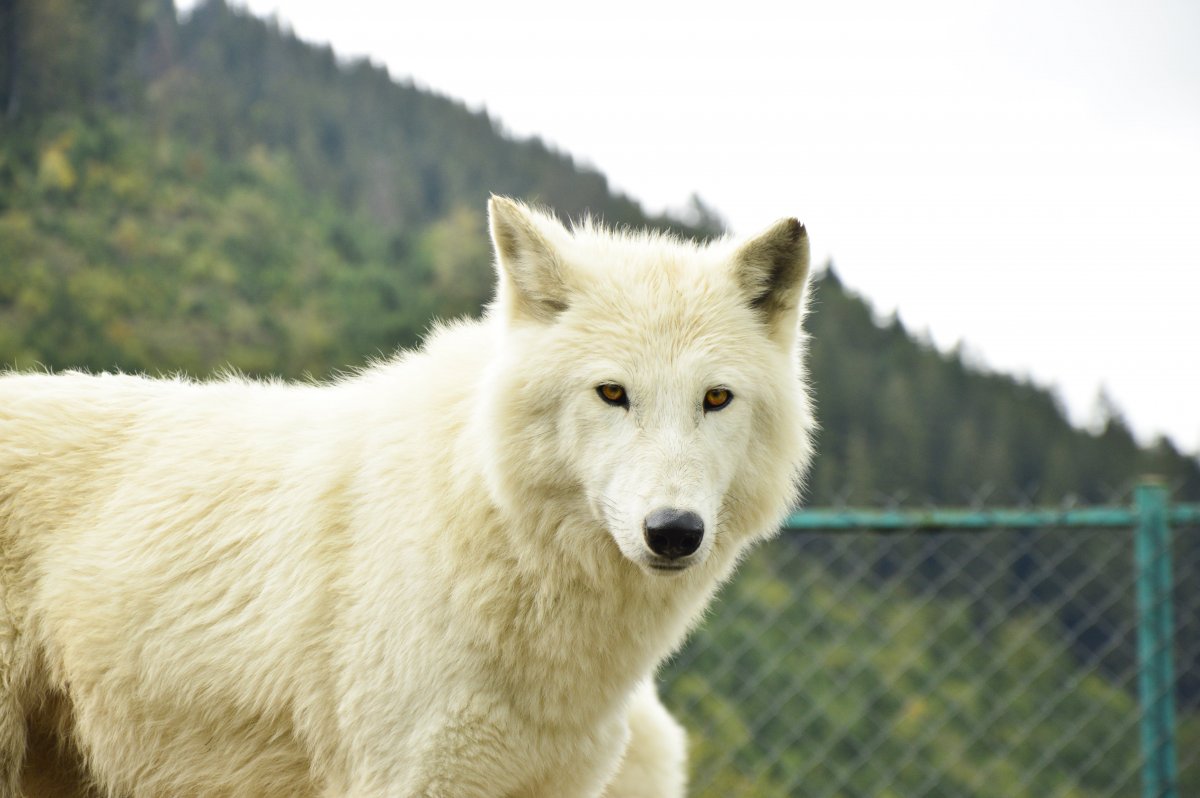 Полярный волк анфас