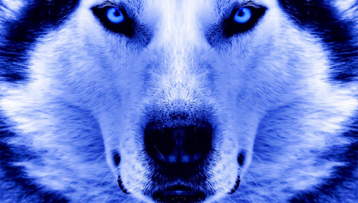 Красивый волк синий
