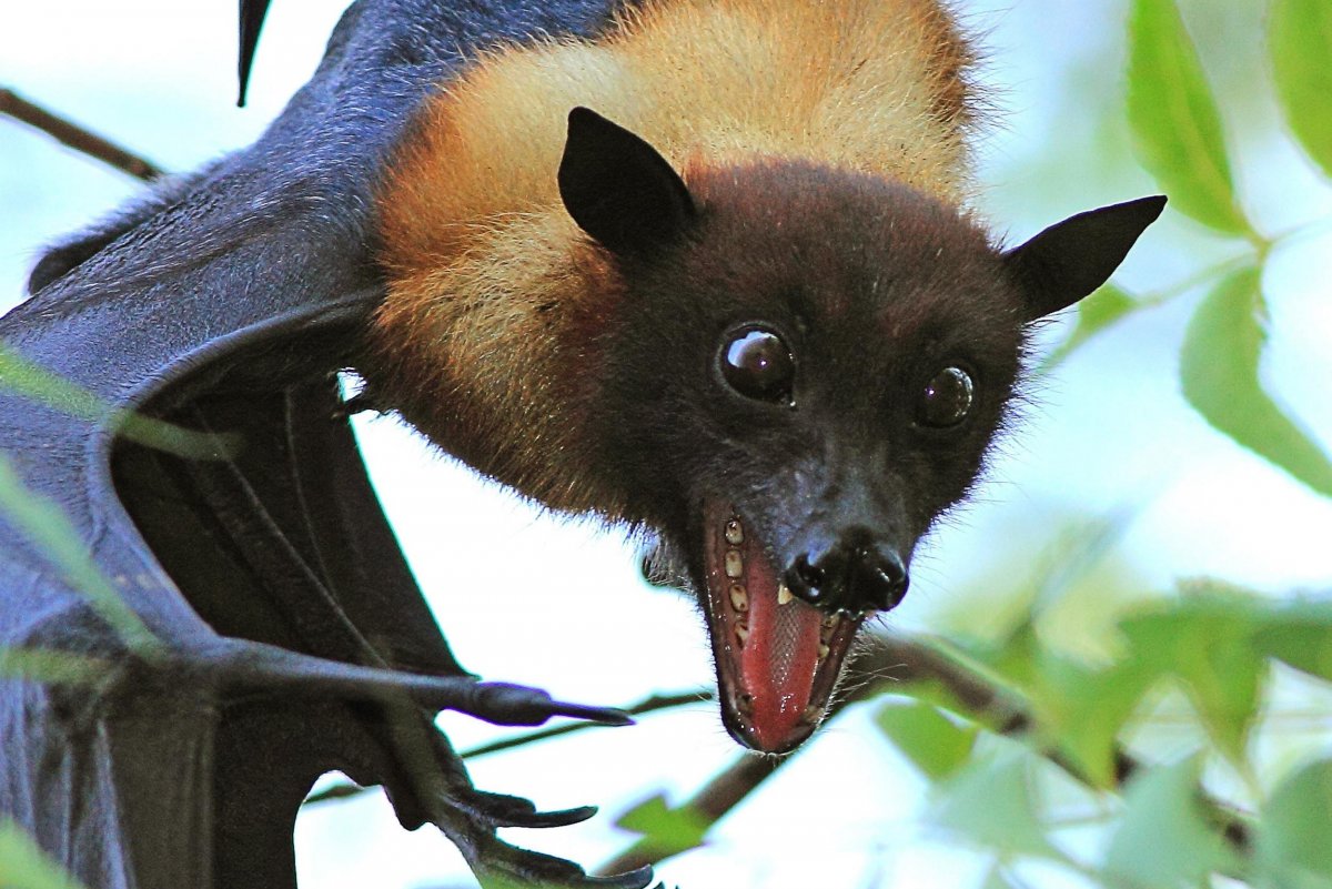 Мадагаскарский крылан