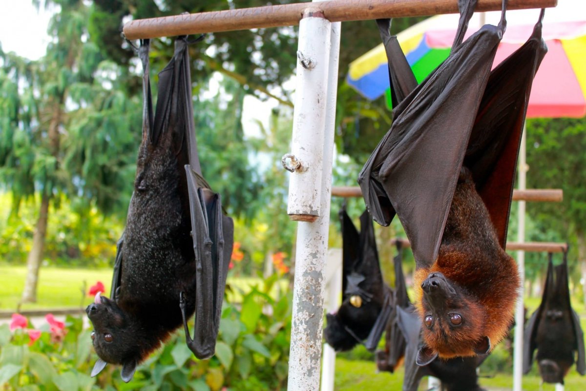 Рукокрылые летучие лисицы