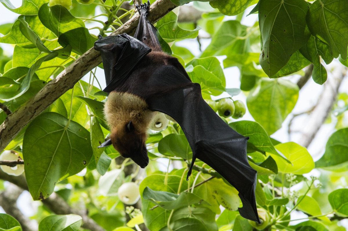 Летучие лисицы на Мальдивах