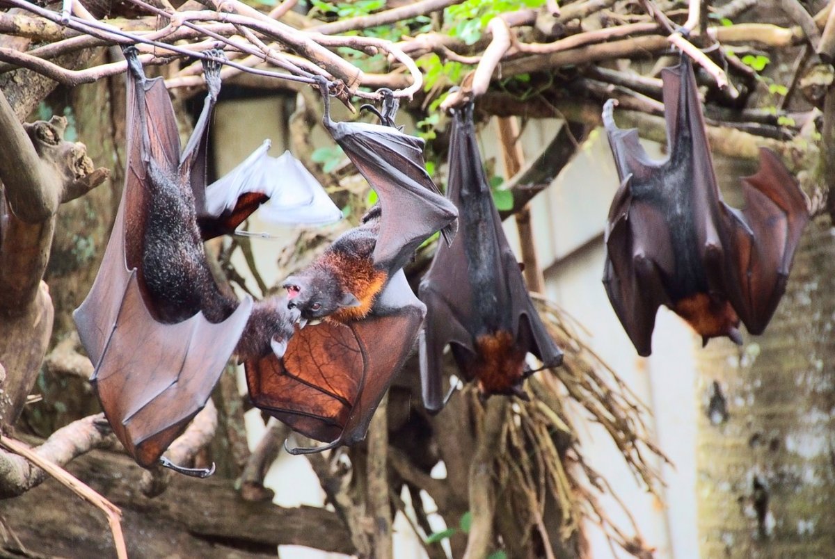 Летучие лисицы на Мальдивах