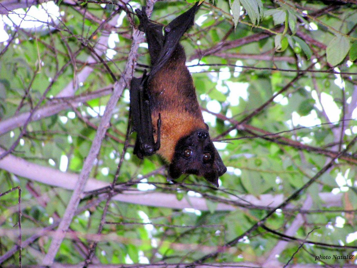 Крылан летучая лисица питается