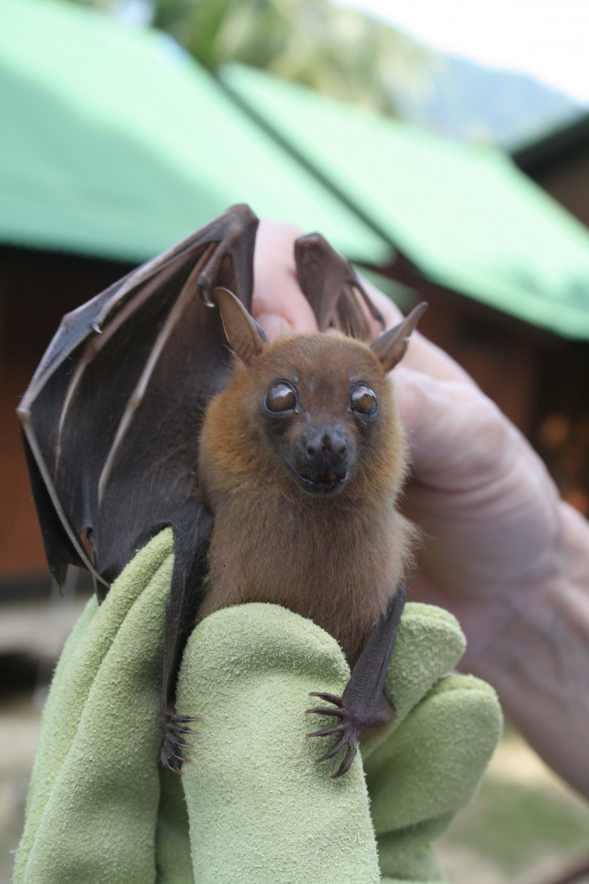 Рукокрылые летучие лисицы