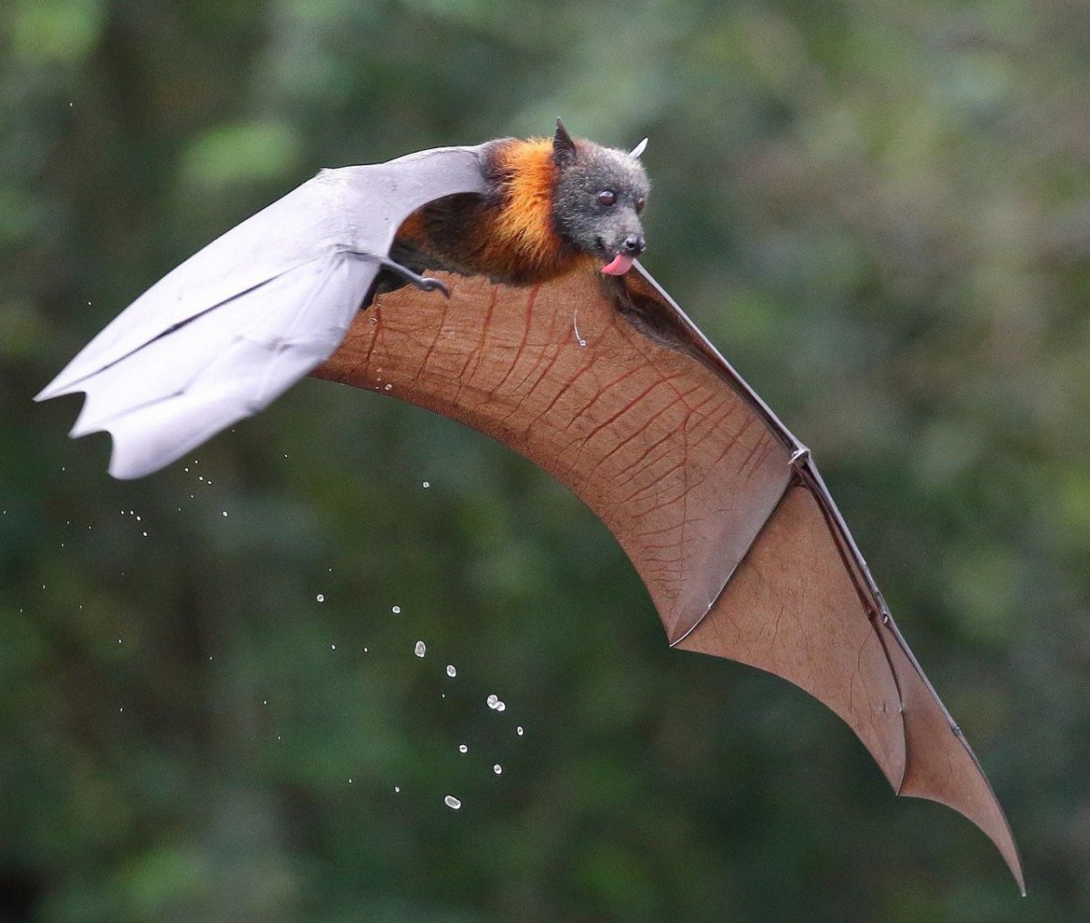 Летучая мышь на ветке