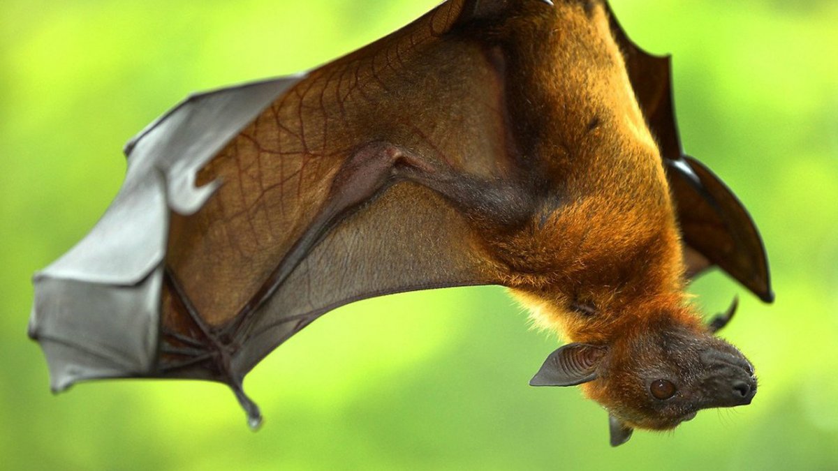 Сумеречная летучая лисица